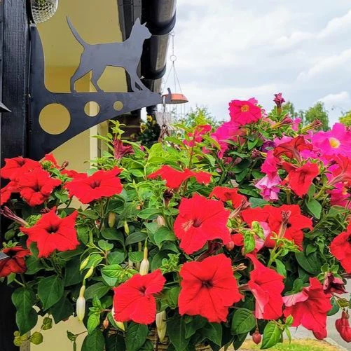 Solar Cat Garden Hanging Basket Bracket - Large - Image 7