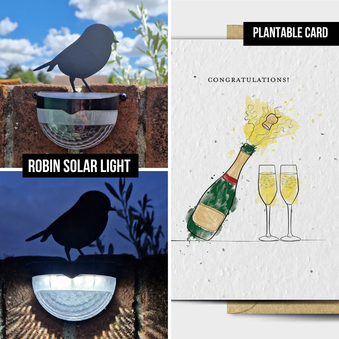 'Congratulations' Robin Gift Set - Image 3