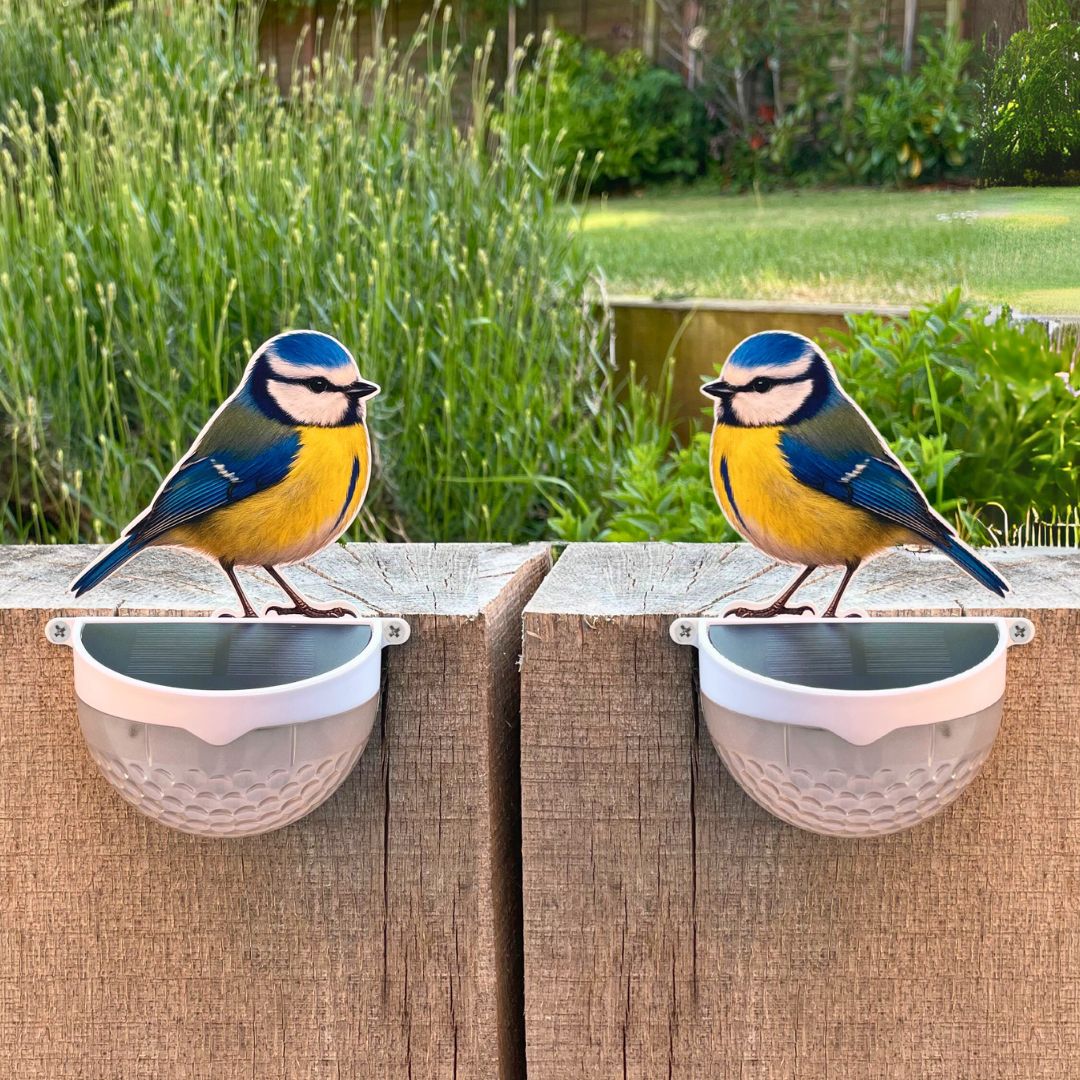 Real Blue Tit Solar Powered LED Light - Image 12