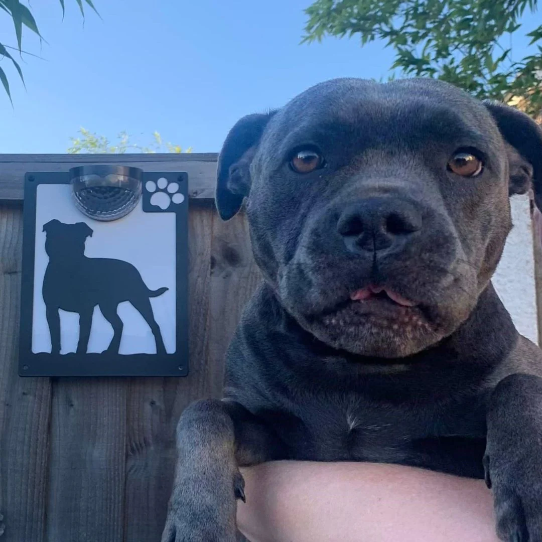 Staffie Dog Solar Light Wall Plaque - Image 7